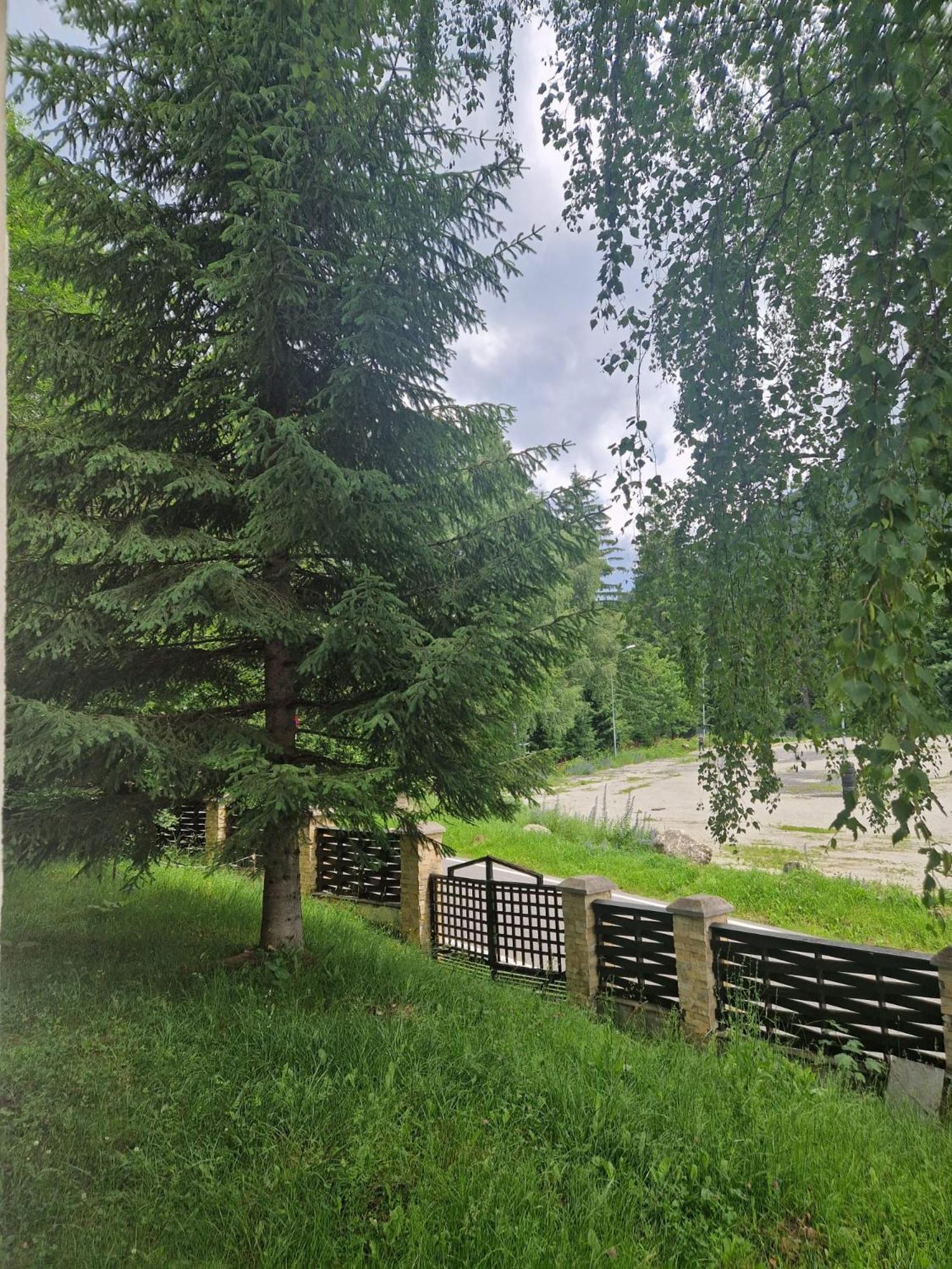 Vila Pinul Si Mesteacanul Пояна-Брашов Екстер'єр фото
